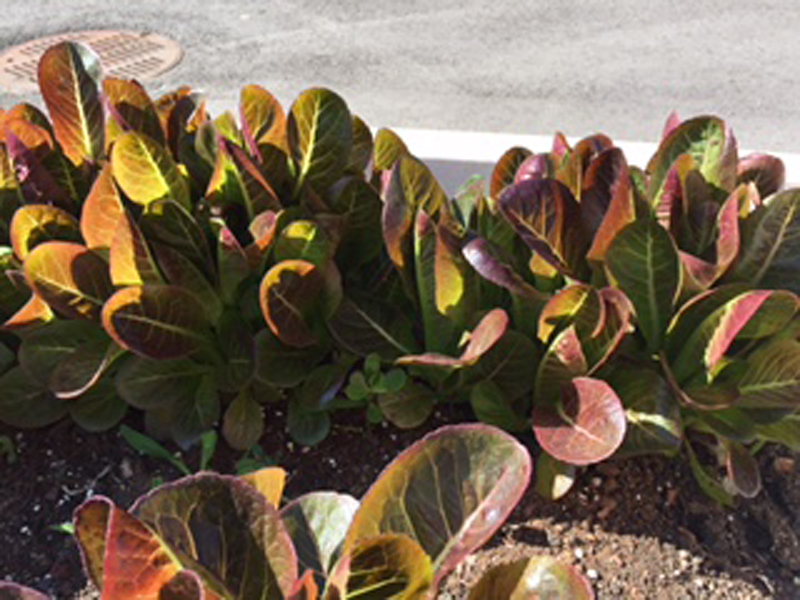 DAWES Elementary School